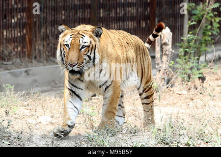 New Delhi, Inde. 22 avr, 2018. Célébration de la 8e anniversaire Bijli tiger qui en vedette dans fukre renvoie Film Crédit : Jyoti Kapoor/Pacific Press/Alamy Live News Banque D'Images