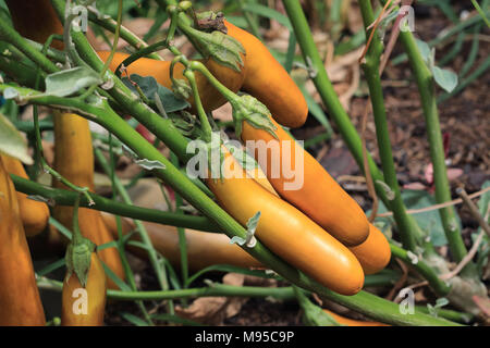 Aubergines blettes ont été laissés sur un buisson Banque D'Images