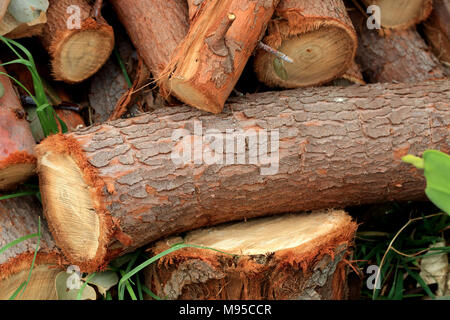 Les jeunes fraîchement coupé Eucalyptus Eucalyptus gunnii ou connu sous le nom de gomme de cidre Eucalyptus logs Banque D'Images