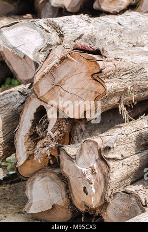 Gros tas de bois dans une forêt Banque D'Images