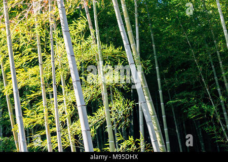 Temple tenryū-ji, forêt de bambous à Kyoto, Japon Banque D'Images