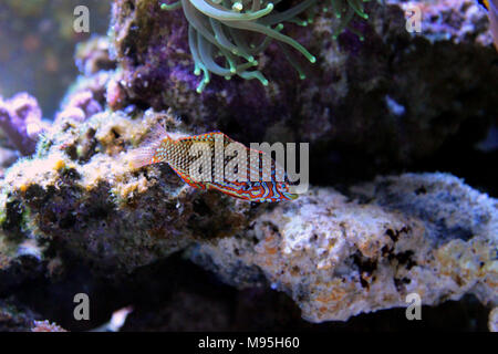 Poissons napoléons Leopard ornementé dans coral reef aquarium tank Banque D'Images