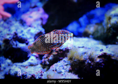 Poissons napoléons Leopard ornementé dans coral reef aquarium tank Banque D'Images