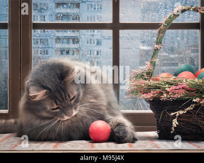 Sur le rebord de la fenêtre de chat jouant avec œuf de Pâques. Fenêtre, les gouttes de pluie, belle lumière. Panier avec des oeufs de Pâques Banque D'Images