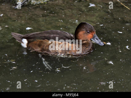 Fuligule nyroca (Aythya nyroca) Femmes Banque D'Images