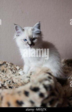 Chaton Sacré de Birmanie Banque D'Images