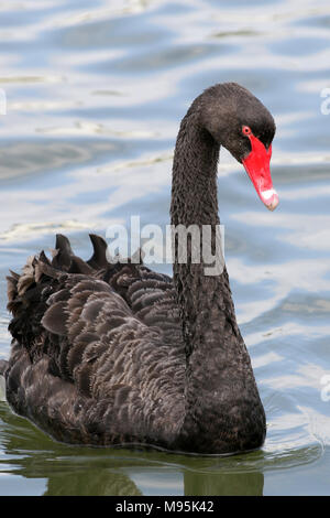 Cygne Noir Cygnus atratus Banque D'Images