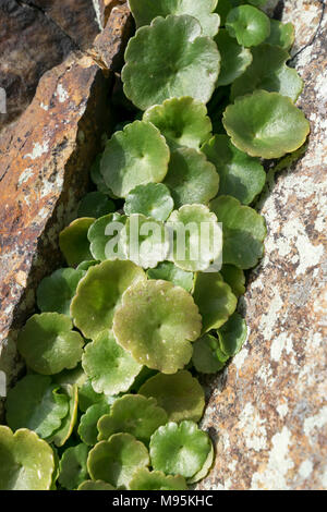 Mur ou Navelwort ombelle Herb membre de l'Stonecrops Banque D'Images