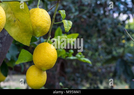 Trois citrons jaune sur l'arbre dans un campagne sicilienne Banque D'Images