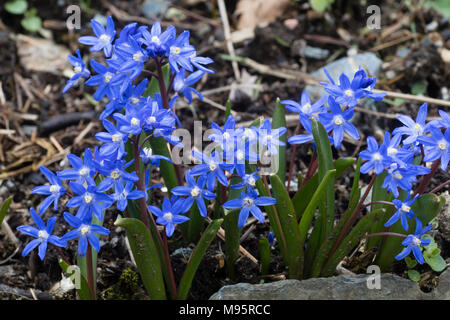Au début du printemps fleuri bleu # gloire de la neige n° hardy lampe, Chionodoxa sardensis Banque D'Images