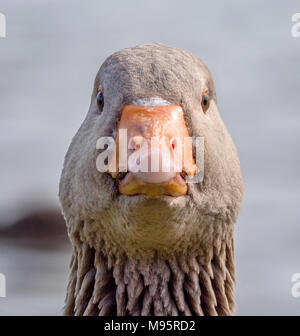 Tête portrait de l'oie cendrée Anser anser à Slimbridge Wildfowl and Wetlands Centre Gloucestershire UK Banque D'Images