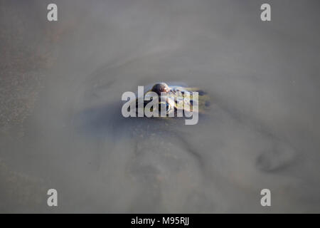 Grenouille dans l'eau boue Banque D'Images