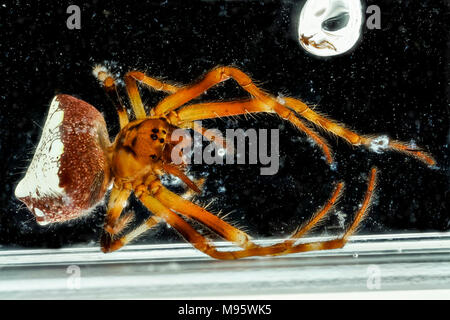 Verrucosa arenata, Banque D'Images