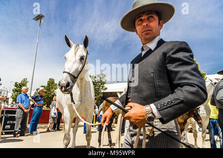 Cordoue, Andalousie, Espagne : cavalier andalou et pur-sang mare, à l'Cordoba Foire aux chevaux. Banque D'Images
