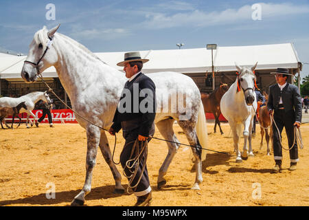 Cordoue, Andalousie, Espagne : cavaliers et andalouse à l'thoroughbreeds Cordoba Foire aux chevaux. Banque D'Images