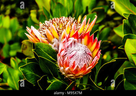 Close Up of Protea fleurs en pleine floraison le long du Franschhoek Pass dans la province du Cap-Occidental en Afrique du Sud Banque D'Images