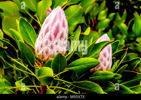 Close Up of Protea fleurs en pleine floraison le long du Franschhoek Pass dans la province du Cap-Occidental en Afrique du Sud Banque D'Images