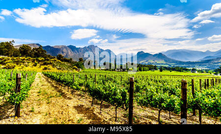 Vignobles de la région vinicole du Cap dans le Franschhoek Valley dans l'ouest du Cap, en Afrique du Sud, au milieu des montagnes Drakenstein environnants Banque D'Images