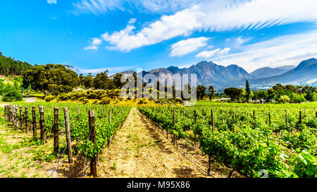 Vignobles de la région vinicole du Cap dans le Franschhoek Valley dans l'ouest du Cap, en Afrique du Sud, au milieu des montagnes Drakenstein environnants Banque D'Images