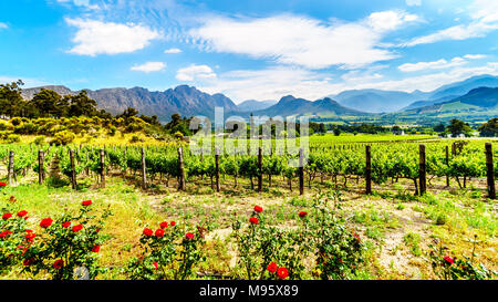 Vignobles de la région vinicole du Cap dans le Franschhoek Valley dans l'ouest du Cap, en Afrique du Sud, au milieu des montagnes Drakenstein environnants Banque D'Images