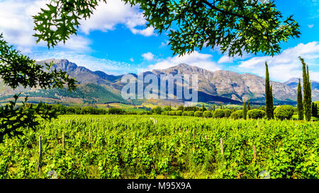 Vignobles de la région vinicole du Cap dans le Franschhoek Valley dans l'ouest du Cap, en Afrique du Sud, au milieu des montagnes Drakenstein environnants Banque D'Images