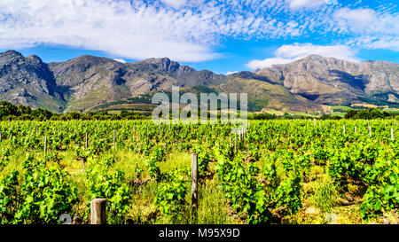 Vignobles de la région vinicole du Cap dans le Franschhoek Valley dans l'ouest du Cap, en Afrique du Sud, au milieu des montagnes Drakenstein environnants Banque D'Images