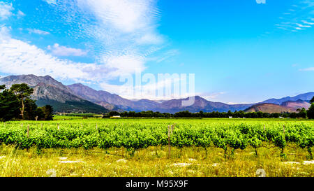 Vignobles de la région vinicole du Cap dans le Franschhoek Valley dans l'ouest du Cap, en Afrique du Sud, au milieu des montagnes Drakenstein environnants Banque D'Images