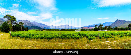 Panorama de vignobles de la région vinicole du Cap dans le Franschhoek Valley dans l'ouest du Cap, en Afrique du Sud, au milieu de montagnes Drakenstein environnants Banque D'Images