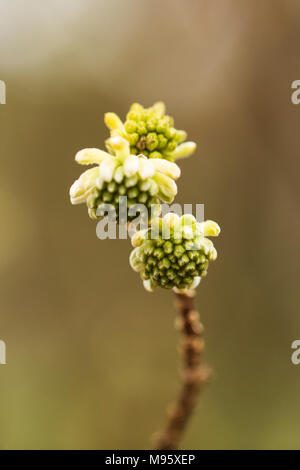 Edgeworthia chrysantha, ou paperbush Banque D'Images