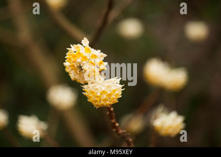 Edgeworthia chrysantha, ou brousse-papier, fleuris au printemps. Banque D'Images