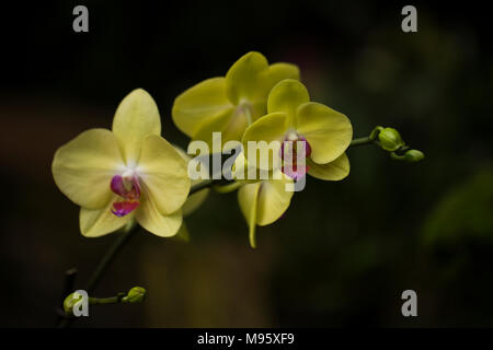 Orchidée Phalaenopsis aphrodite (lune) fleurs sur une tige, en jaune avec des centres de rose, sur un fond sombre. Banque D'Images