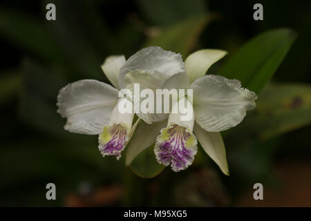 Bamboo Orchid (arundina graminifolia) Banque D'Images