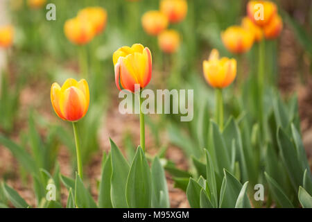 Tulipes orange et jaune de plus en plus un jardin de printemps Banque D'Images