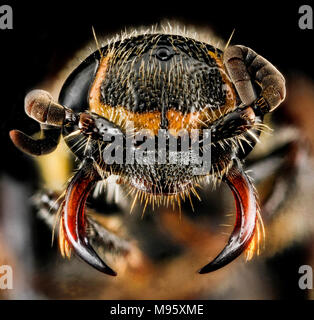 Myzinum maculatum, F, visage, MD, Queen Anne, Chino Farms Banque D'Images