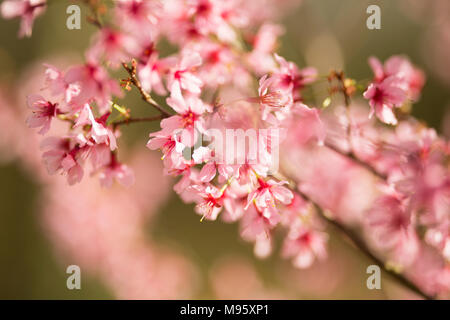 Cherry trees (Prunus sargentii) qui fleurit au printemps à Atlanta, Géorgie. Banque D'Images
