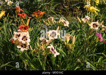 "Piano Man", l'hémérocalle (Hemerocallis) Daglilja Banque D'Images