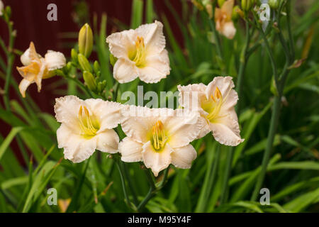 'Luxury Lace' hémérocalle, Daglilja (Hemerocallis) Banque D'Images