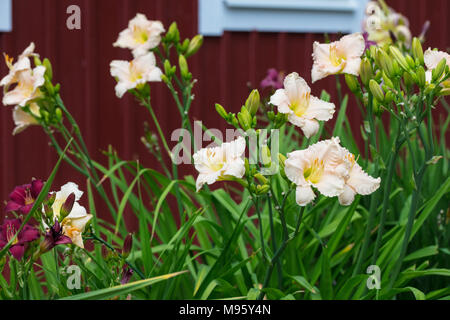 'Luxury Lace' hémérocalle, Daglilja (Hemerocallis) Banque D'Images