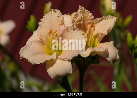 'Luxury Lace' hémérocalle, Daglilja (Hemerocallis) Banque D'Images