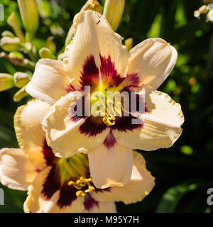 Oonlit «Daglilja Masquerade', l'hémérocalle (Hemerocallis) Banque D'Images