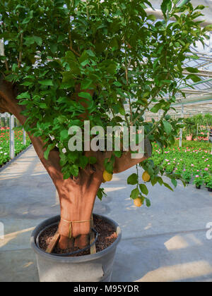 Lemon Tree chargés de fruits pour la vente dans une serre Banque D'Images