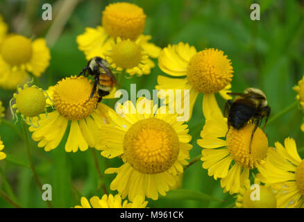 Tricolore et brown-belted bumblee sur sneezeweed Banque D'Images