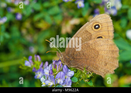 Un bois commun nymphe-papillon, Cercyonis pegala de nectar de fleurs, de la luzerne dans un champ dans le centre de l'Alberta, Canada. Banque D'Images