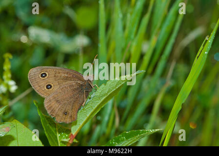 Un bois commun nymphe-papillon, Cercyonis pegala, perché sur une feuille dans un champ dans le centre de l'Alberta, Canada Banque D'Images