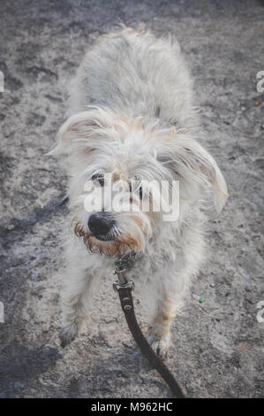 Chien en laisse, à pied avec un chien dans la rue Banque D'Images