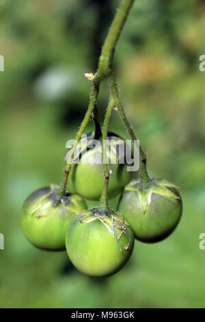 Les fruits verts d'un plant de pomme de terre Banque D'Images