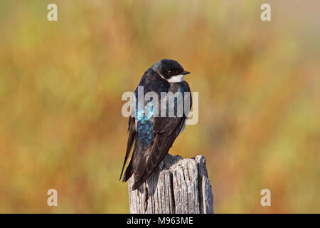 Birds of North America, Hirondelle bicolore Tachycineta bicolor Banque D'Images