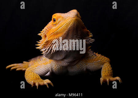 Portrait d'un dragon barbu sur un fond noir Banque D'Images