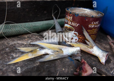 Les pêcheurs et leurs prises au sud de Denton Bridge, dans le Complexe de zones humides Tanbi. Banque D'Images