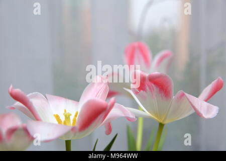 Tulipes debout dans une pièce chaude se développer rapidement et d'afficher tous les splendeur de soja. Banque D'Images